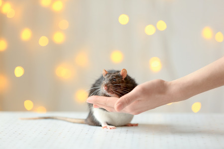 Female hand with cute rat and defocused lights on backgroundの写真素材