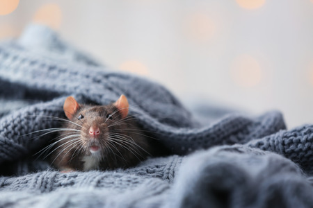 Cute rat with knitted fabric, closeupの写真素材