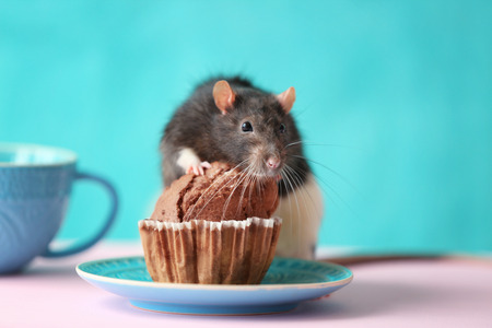 Cute rat and saucer with cake on tableの写真素材