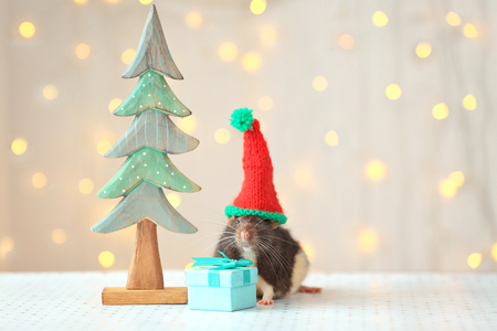 Cute rat in hat near decorative Christmas tree and small gift on table against defocused lightsの写真素材