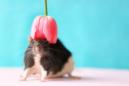 Cute rat with flower on table