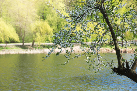 Branches of blooming tree near river on spring day