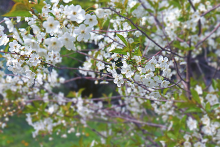Branches of blooming tree on spring dayの写真素材