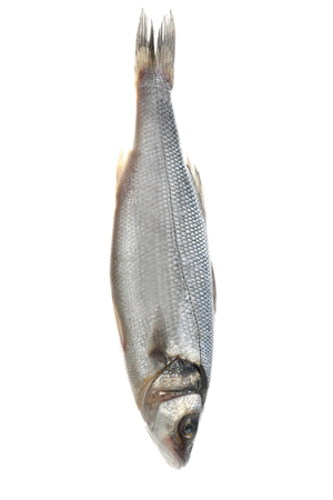 Fresh raw fish on white backgroundの写真素材