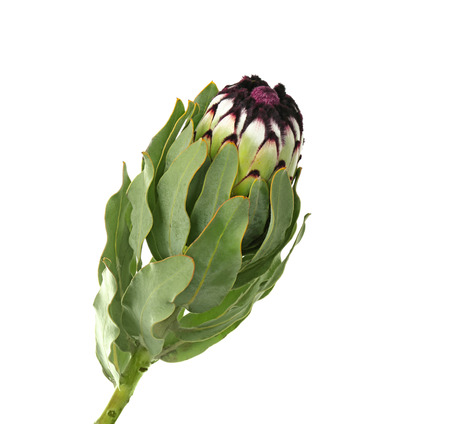 Beautiful tropical flower on white backgroundの写真素材