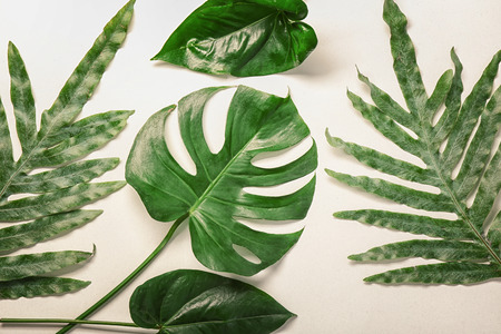 Composition with green tropical leaves on light backgroundの写真素材