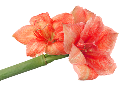 Beautiful tropical flowers on white background, closeupの写真素材