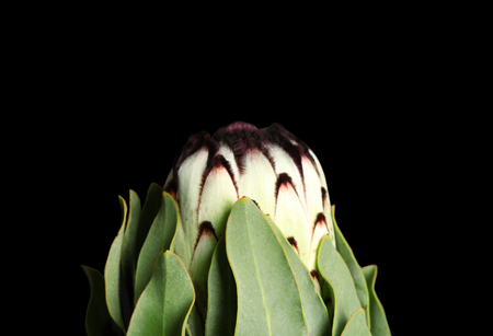 Beautiful tropical flower on dark background, closeup