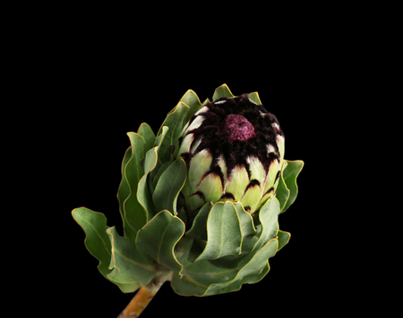 Beautiful tropical flower on dark backgroundの写真素材