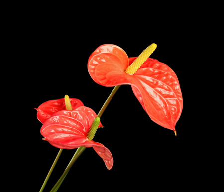 Beautiful tropical flowers on dark backgroundの写真素材