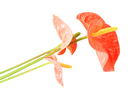 Beautiful tropical flowers on white backgroundの写真素材