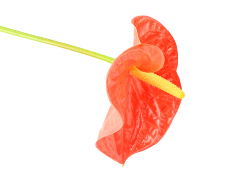 Beautiful tropical flower on white background, closeupの写真素材