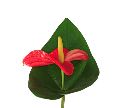 Beautiful tropical flower and leaf on white backgroundの写真素材