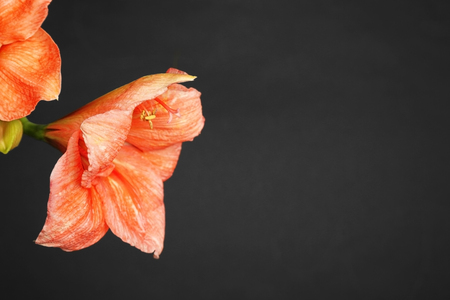 Beautiful tropical flowers on dark backgroundの写真素材