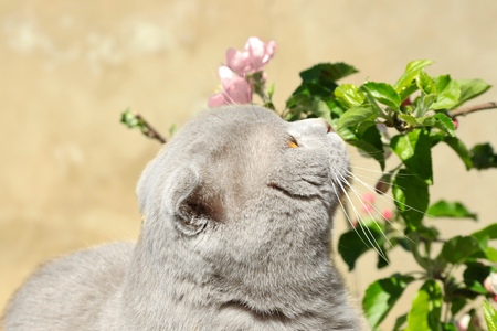 Cute cat with blossoming branch outdoorsの写真素材