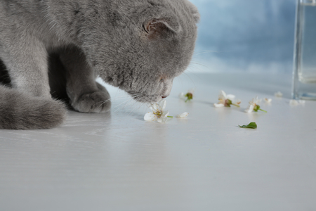 Cute cat smelling blossoming flower on tableの写真素材