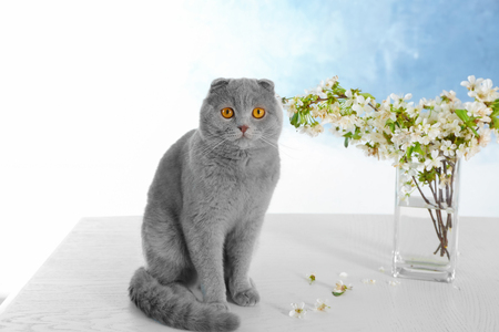Cute cat with blossoming branches on tableの写真素材