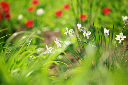 Beautiful flowers in park on sunny dayの写真素材