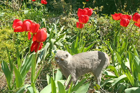 Cute cat with tulip flowers outsideの写真素材