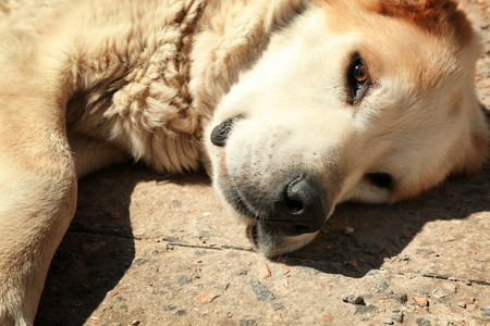 Cute funny dog lying on ground outdoorsの写真素材