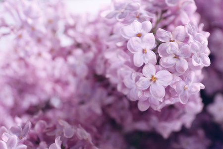 Macro view of beautiful lilac bloomの写真素材