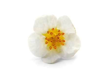Flower of strawberry on white backgroundの写真素材