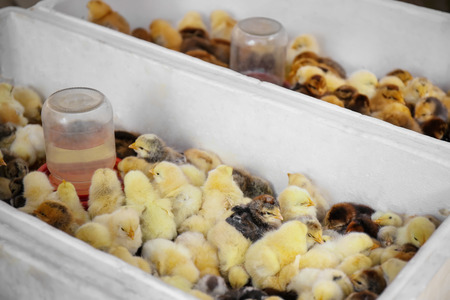 Little cute baby birds in incubator