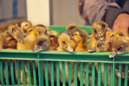 Little cute ducklings in incubatorの写真素材