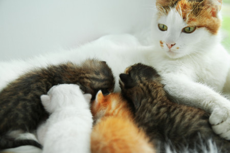 Cat feeding cute little kittens at homeの写真素材