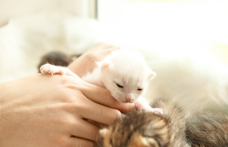 Owner holding cute little kitten at homeの写真素材