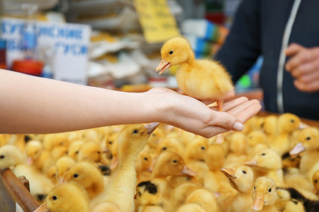 Woman holding little cute duckling in incubatorの写真素材