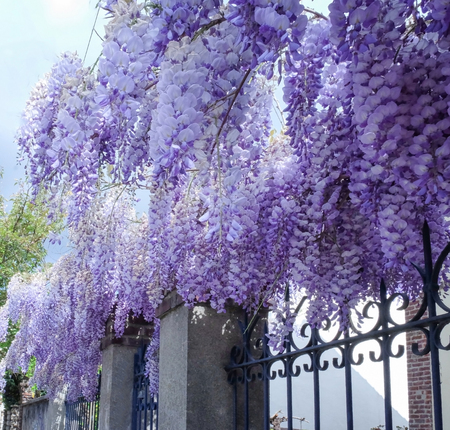 Blooming wisteria branches on streetの写真素材