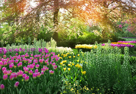 Beautiful blooming tulips in parkの写真素材