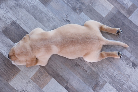 Cute labrador retriever puppy sleeping on floor at homeの写真素材