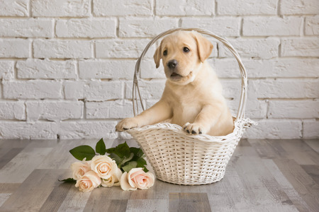 Cute labrador retriever puppy in wicker basket and bouquet of flowers near brick wall at homeの写真素材