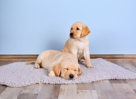 Cute labrador retriever puppies on rug at homeの写真素材