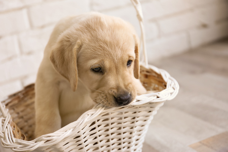 Cute labrador retriever puppy in wicker basket at homeの写真素材