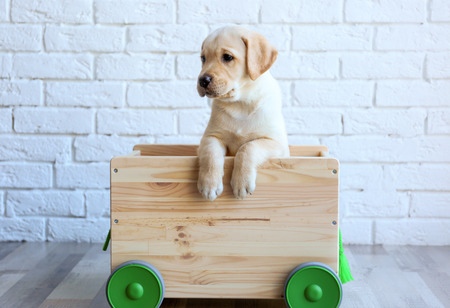 Cute labrador retriever puppy with wooden cart at homeの写真素材