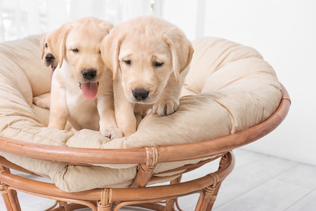 Cute labrador retriever puppies on lounge at homeの写真素材