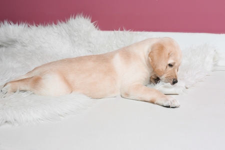 Cute labrador retriever puppy playing with fluffy plaid at homeの写真素材