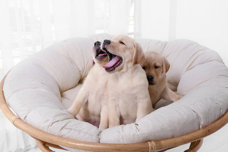 Cute labrador retriever puppies on lounge at home