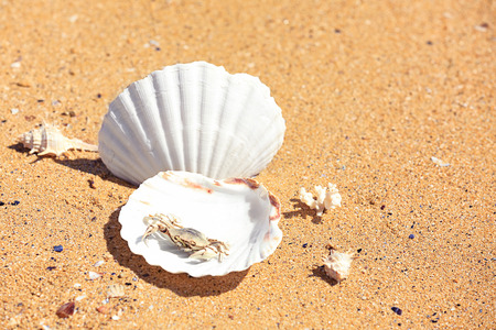 Small crab and shells on sand at sea shore. Vacation conceptの写真素材