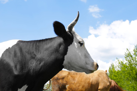Cute cow and blue sky on backgroundの写真素材