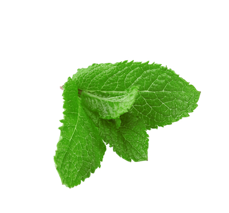 Fresh mint leaves on white backgroundの写真素材