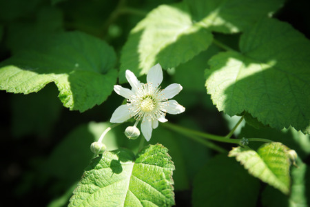 Beautiful plant in garden on sunny day