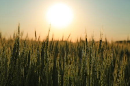 Beautiful wheat field with sky on backgroundの写真素材