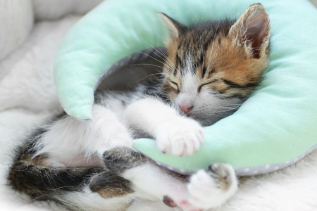 Cute little kitten with decorative pillow sleeping on soft plaid at homeの写真素材