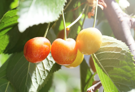 Branches with sweet cherry berries in garden on sunny day