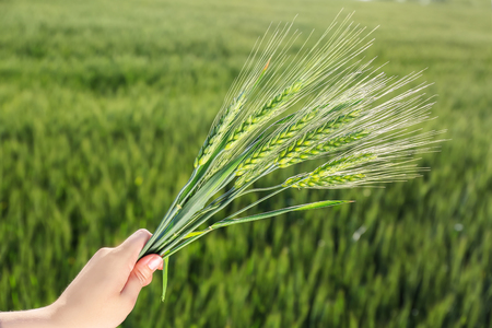 Female hand holding bunch of spikelets in fieldの写真素材
