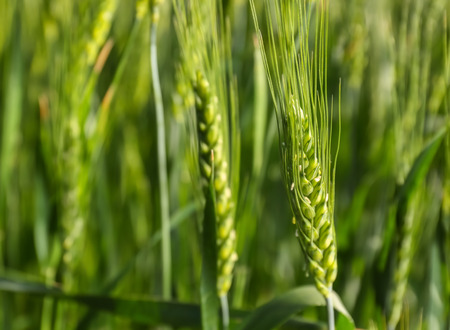 Spikelets on wheat field, closeup
